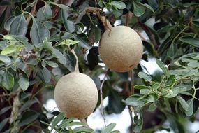 elephant apple monkey fruit india