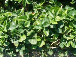 Organic strawberry plants with green leaves in a garden