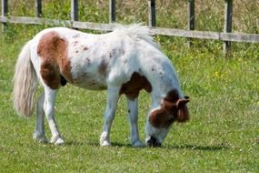 horse pony