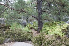 scenic woodland, france, Fontainebleau