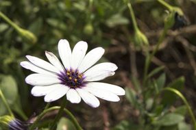 White daisy flower macro photo