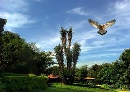 bird flies over a green meadow