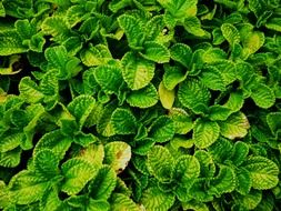 vegetation green leaves