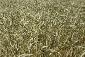 white wheat field