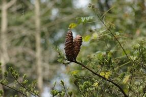 yellow branch of keteleeria fortunei