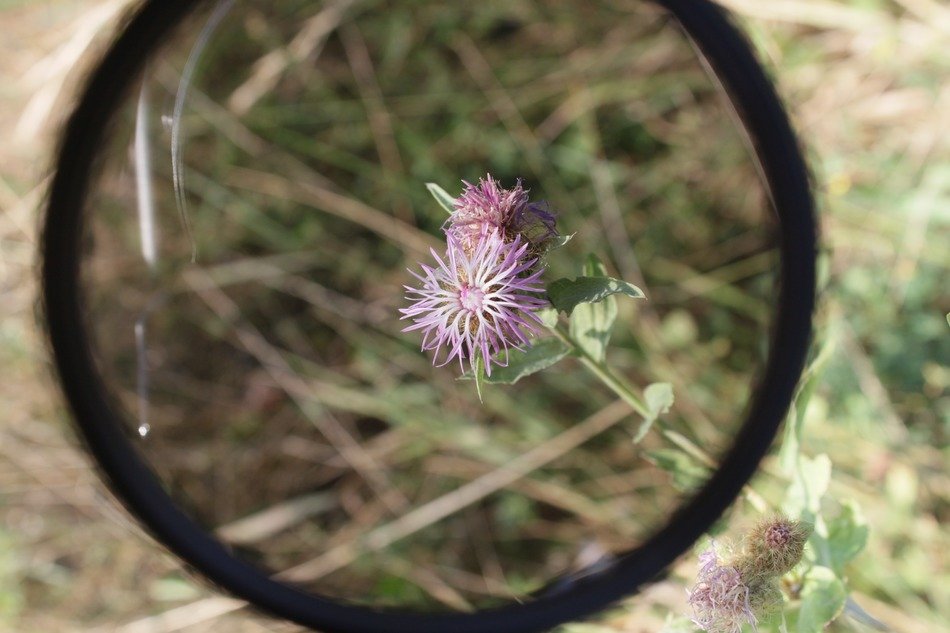 wildflower in horticulture