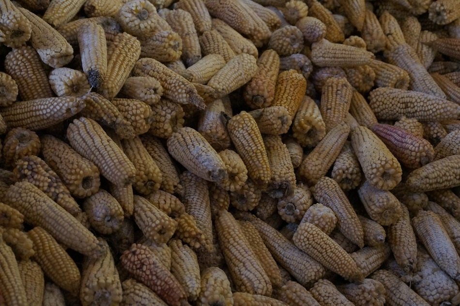juicy and appetizing cob corn food