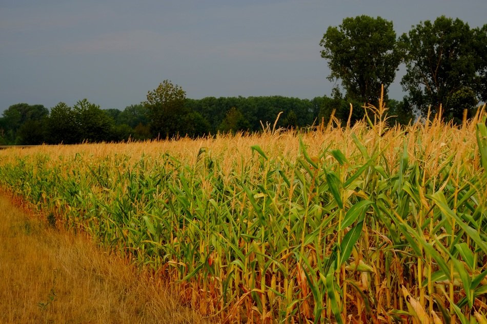 edge of blooming cornfield