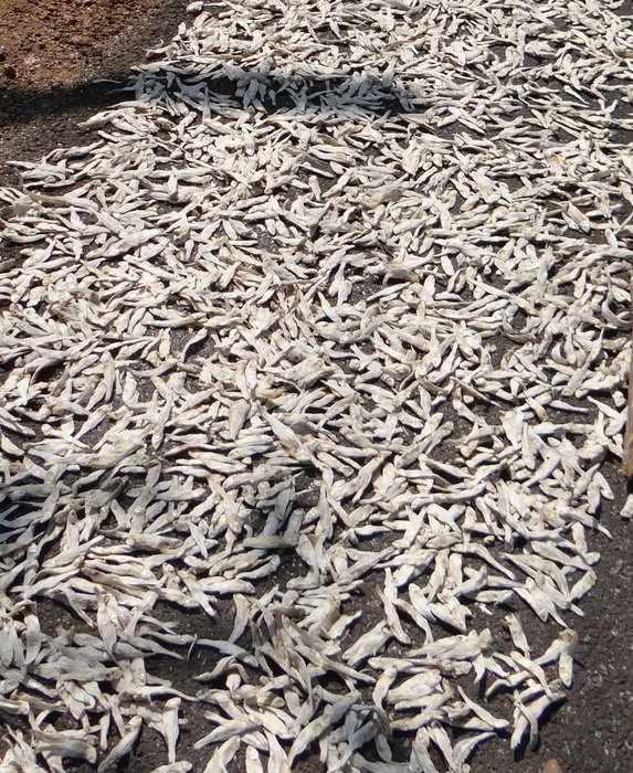 sea fish being sundried