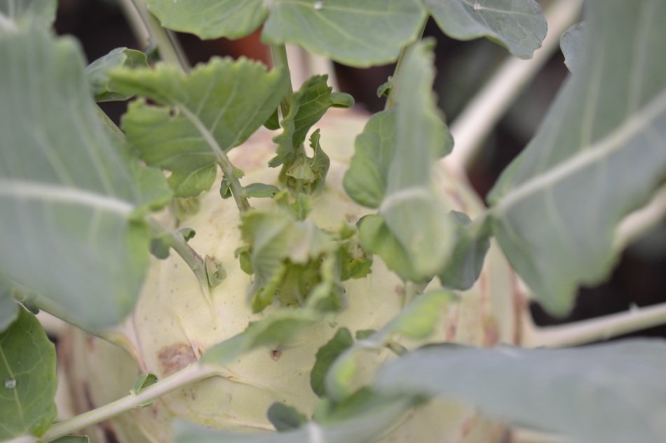 Kohlrab, German turnip, top view of vegetable