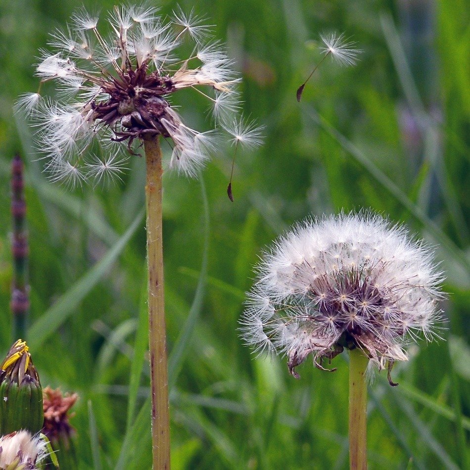 a few dandelions grow in the grass