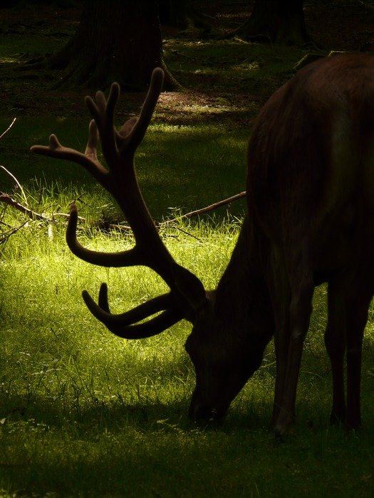 red deer grazes in the meadow