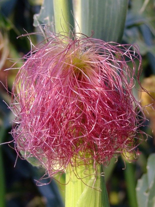 Violet hairs on corn