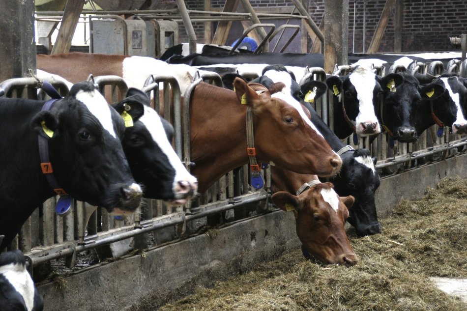 Cows in a stall in Lower Saxony