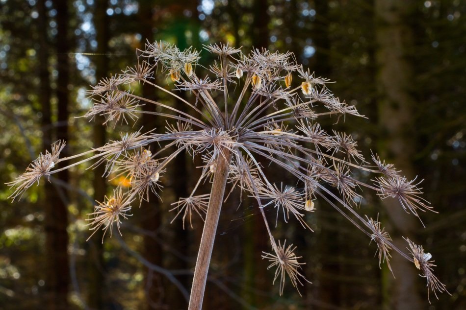 bloom of giersch