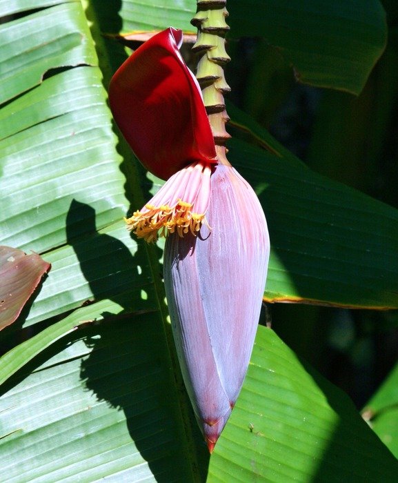 banana flower near the green leaf