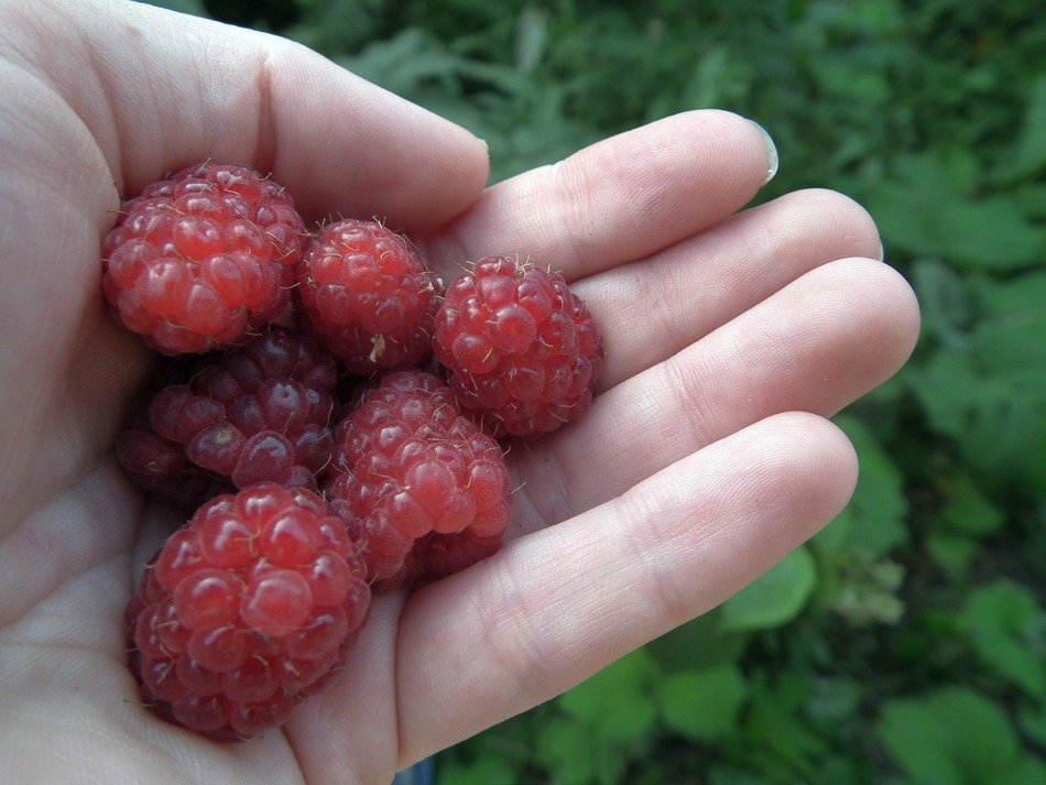 raspberry in the hand