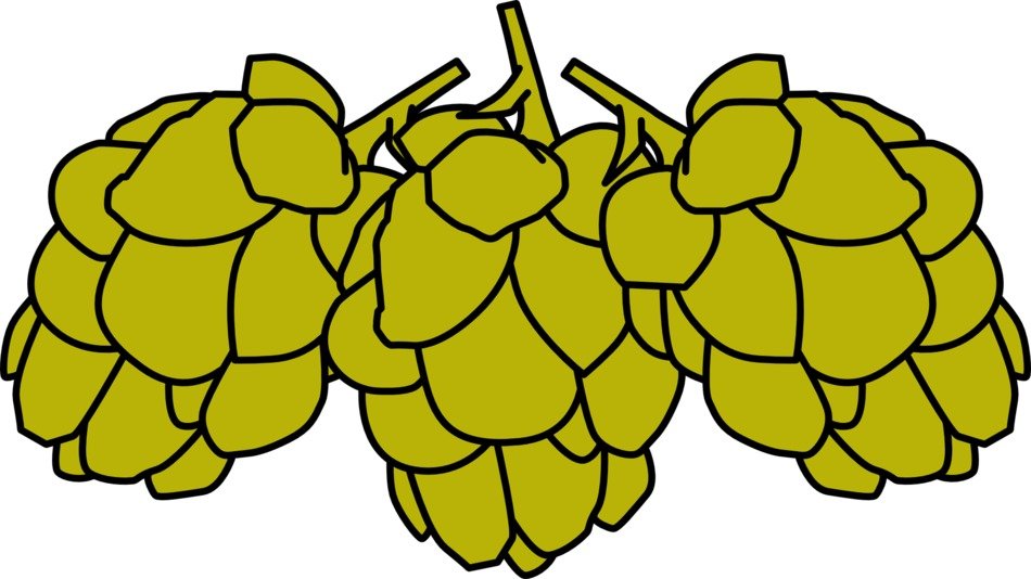 drawing of cones fruits