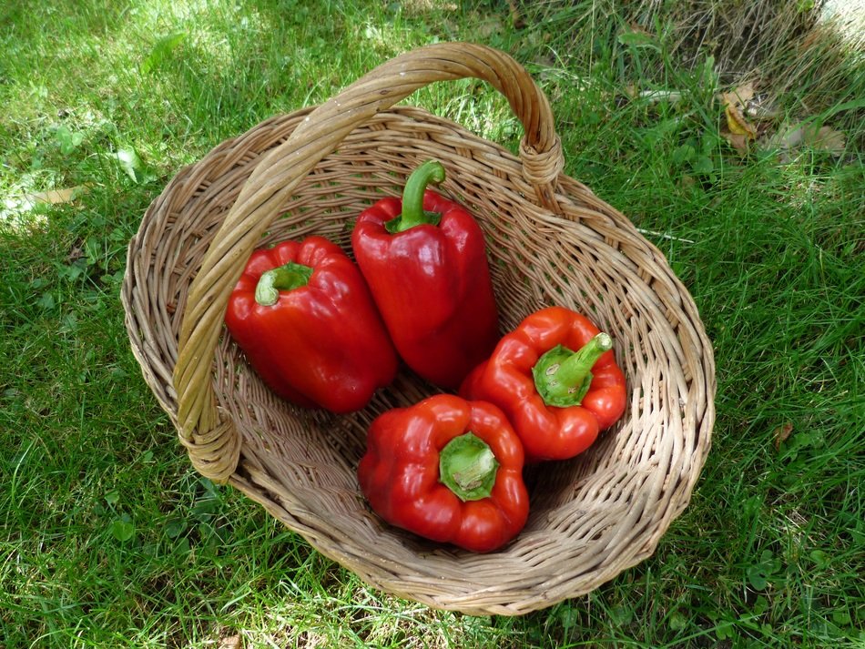 Red peppers in a basket