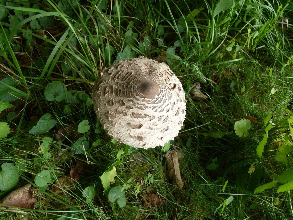 White mushroom is in a grass