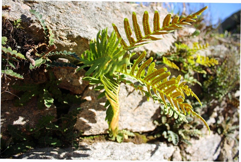 natural tropical sunny fern plant
