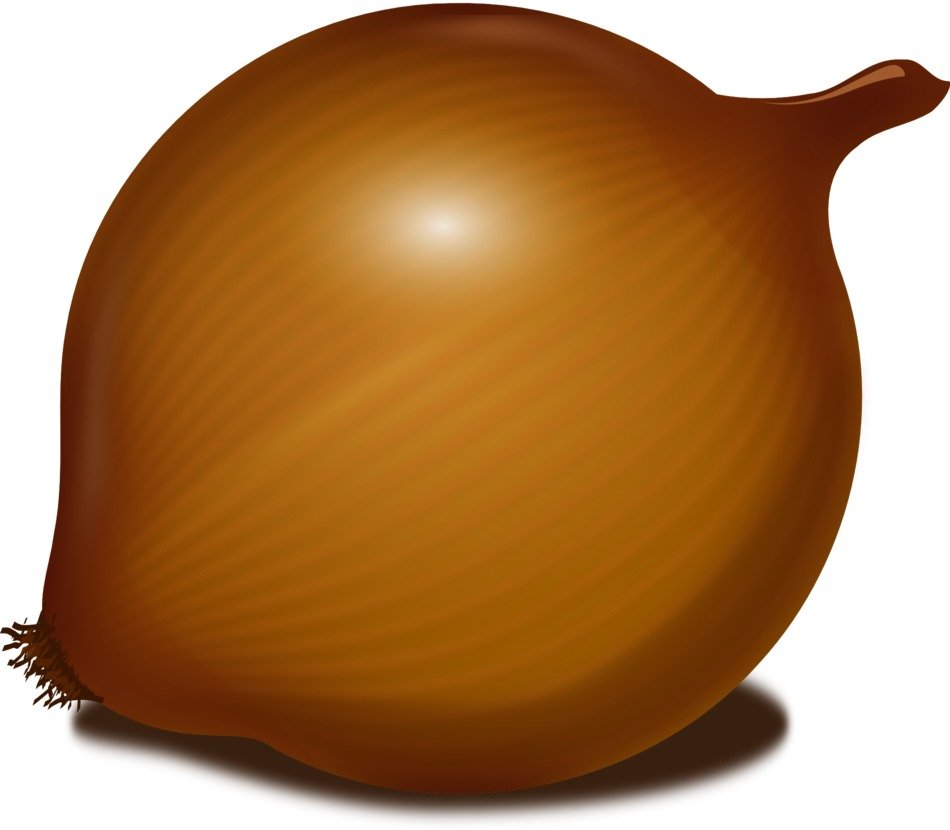 graphic image of onions
