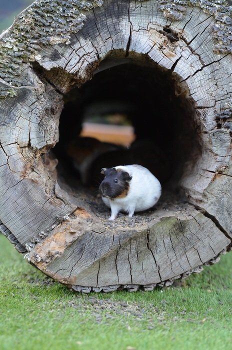 guinea pig in the log