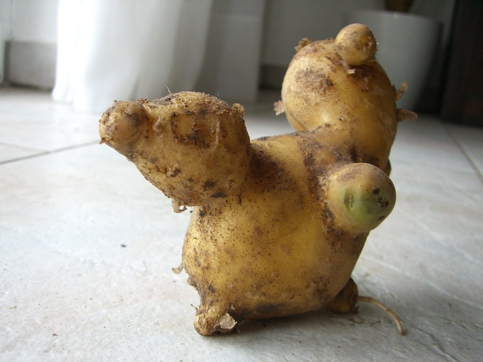 the fruit of the potato, interesting shape