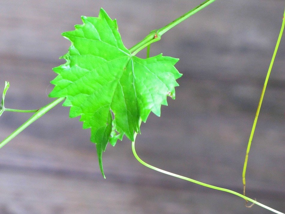 Green muscadine's leaf