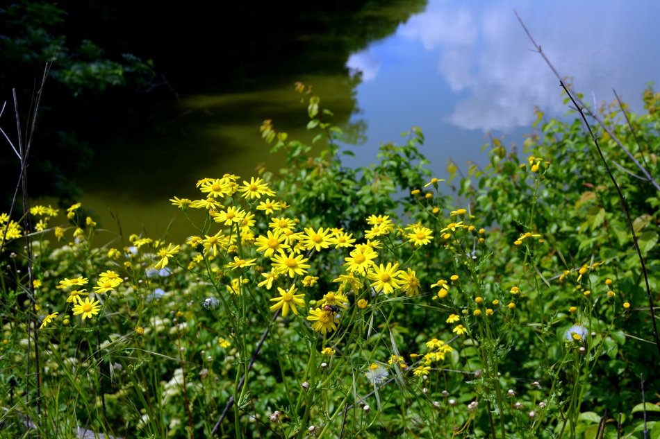 yellow flowers near pond