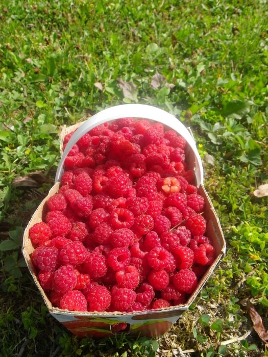 dainty raspberry basket