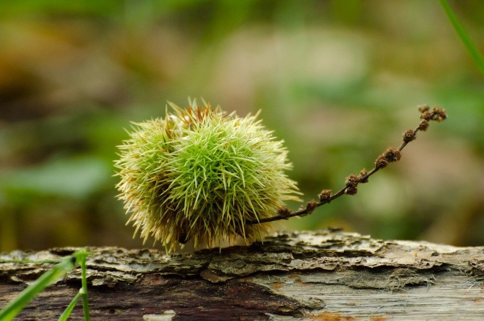 spiny green autumn chestnut