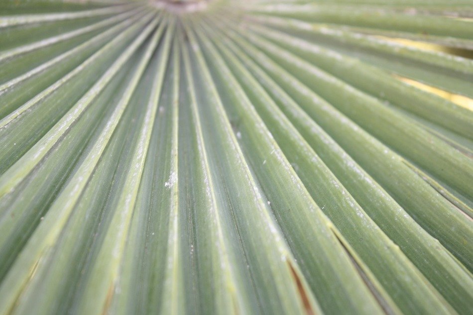 Green leaf of the palm