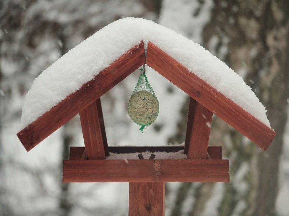 hanged fat ball in bird feeder at winter