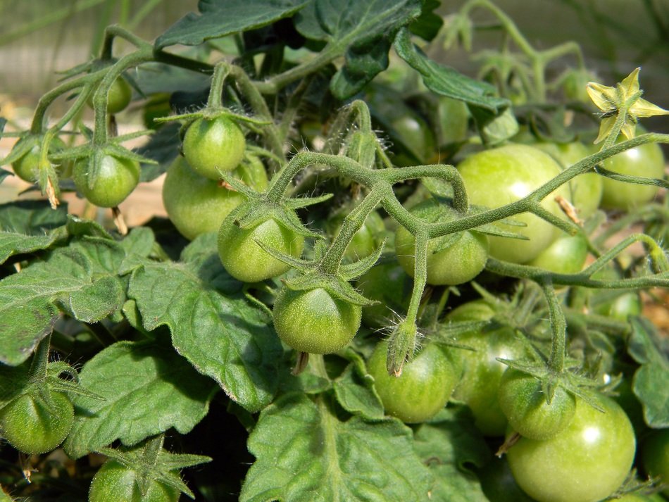 unripe tomato bushes