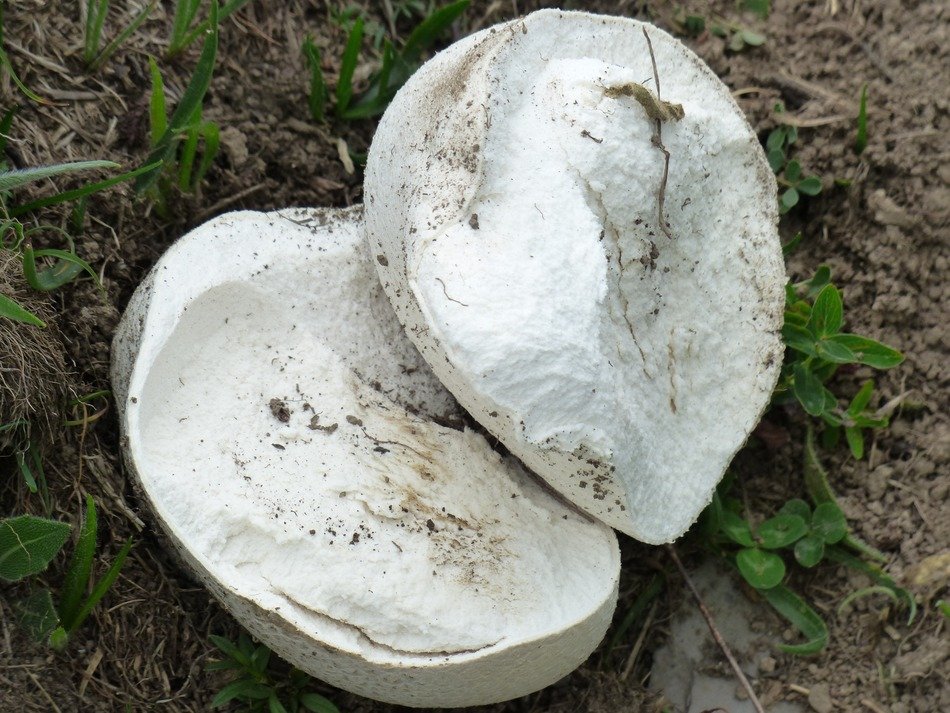 white large umbrinum