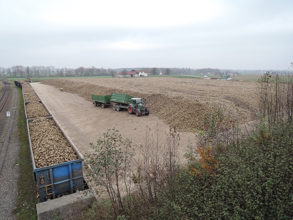 tractor near the mountain of sugar beet
