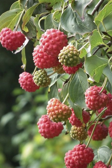 fresh and beautiful cornus fruit