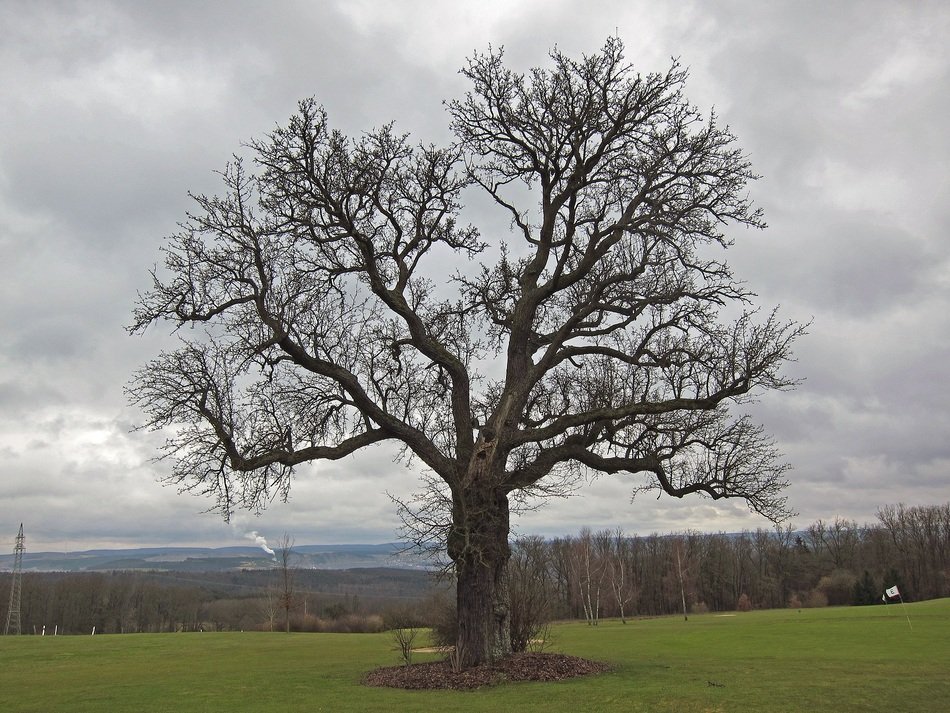 fruit tree on the field