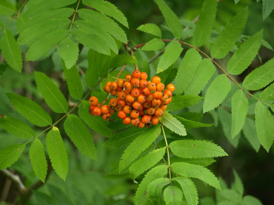 bunches of rowan among green foliage