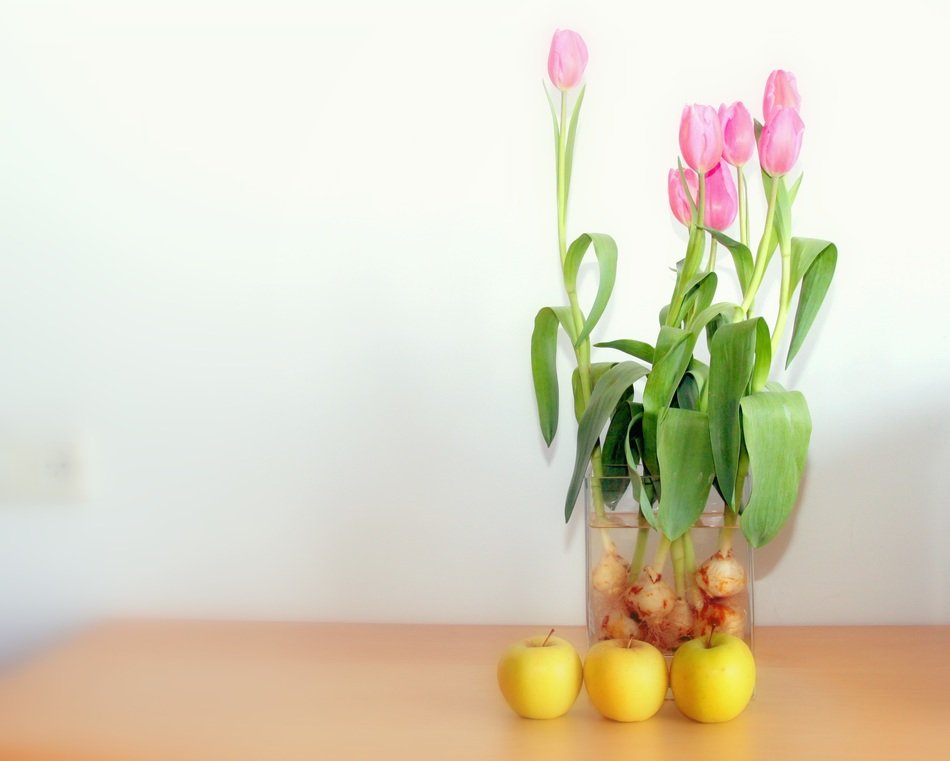 Pink tulip and three apples on a photo