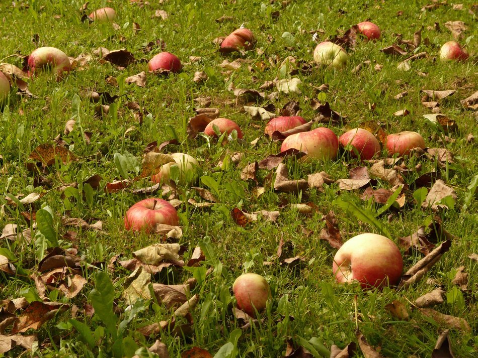 apple harvest in a meadow