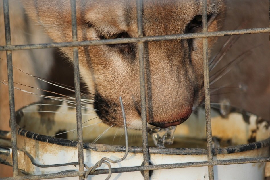 cougar drinking water in cage