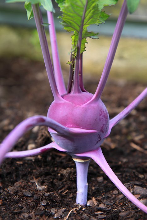 organic purple kohlrabi in the garden