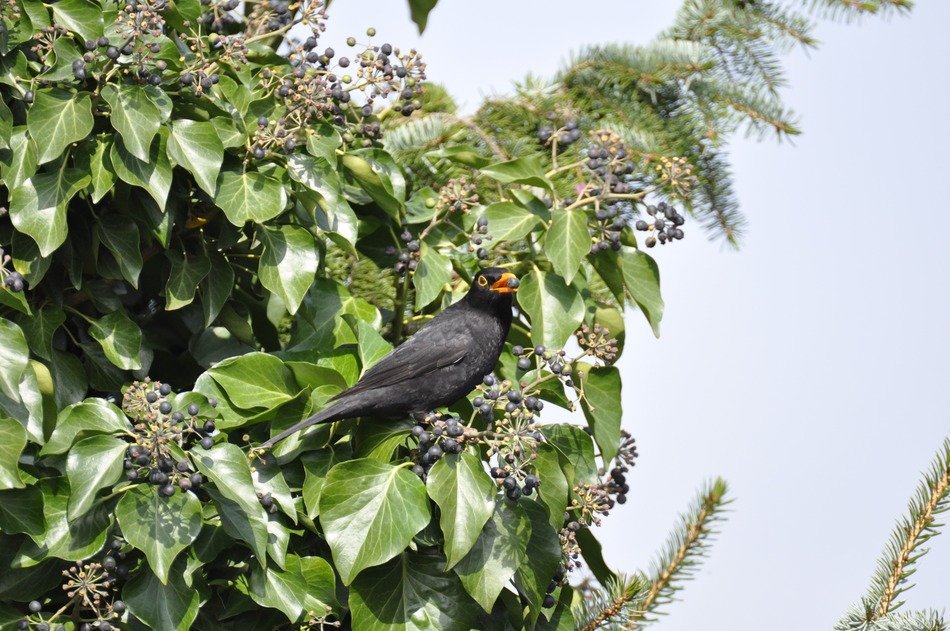 blackbird eat berry
