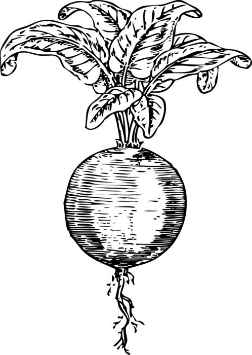 clipart of the beetroot