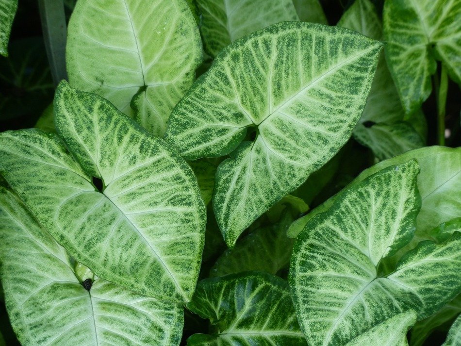 fresh and beautiful green leaves
