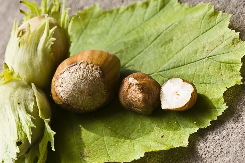 ripe and green hazelnuts on the background of walnut leaf