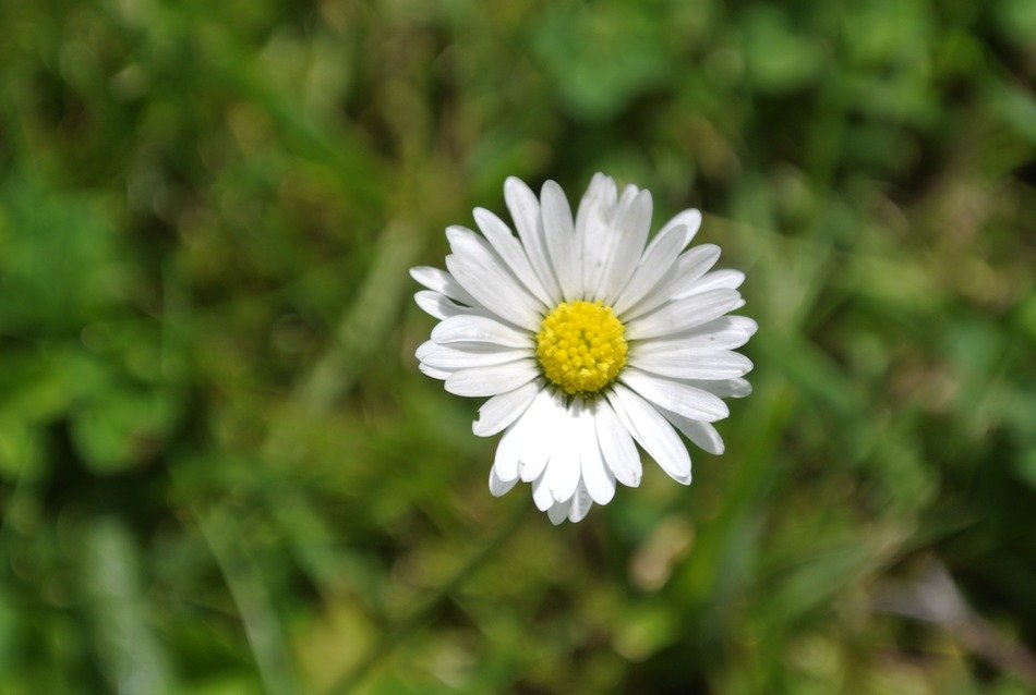 natureza flower in nature