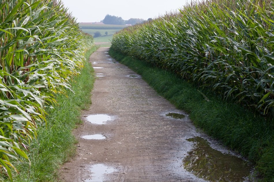 raining on the corn field